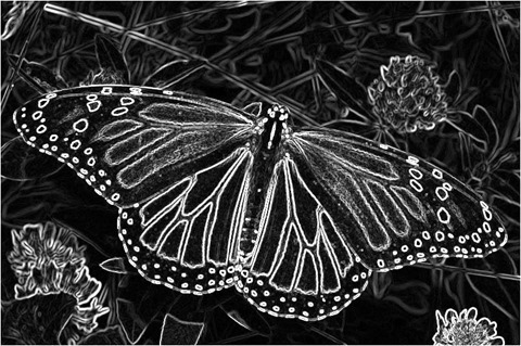 Butterfly Sobel Edge Detection